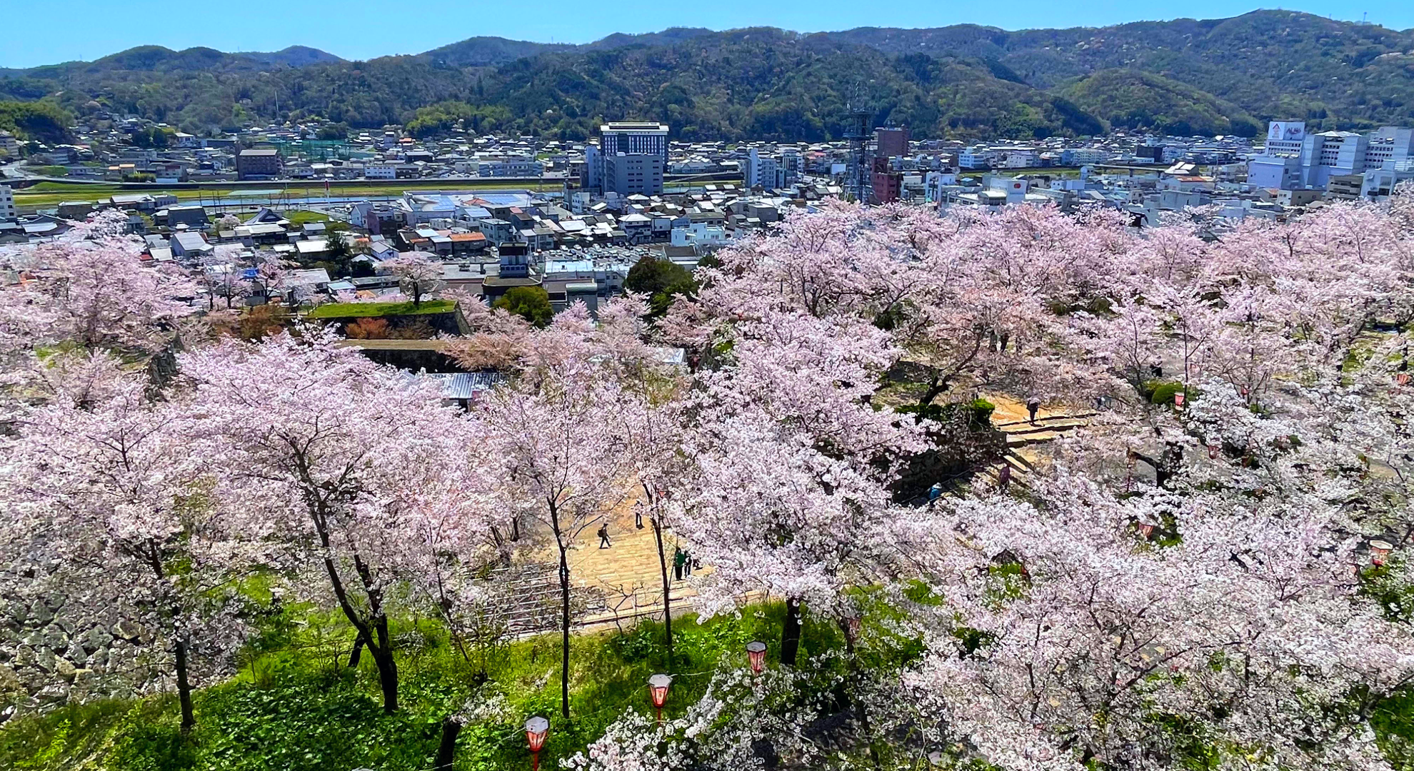 【岡山県津山市】津山城 鶴山公園 絶景の桜を満喫🌸特徴とおすすめランチスポットをご紹介!